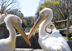 ペリカン